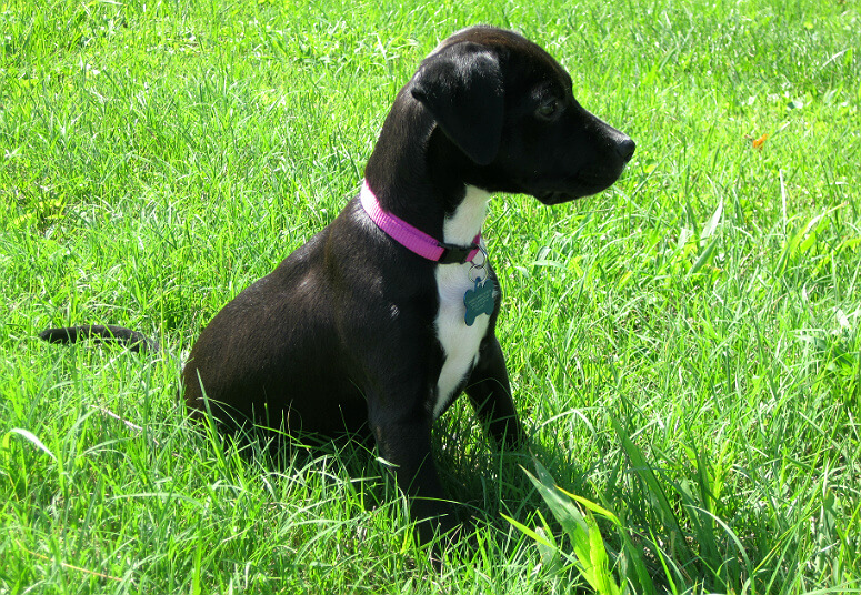 Chloe in Grass